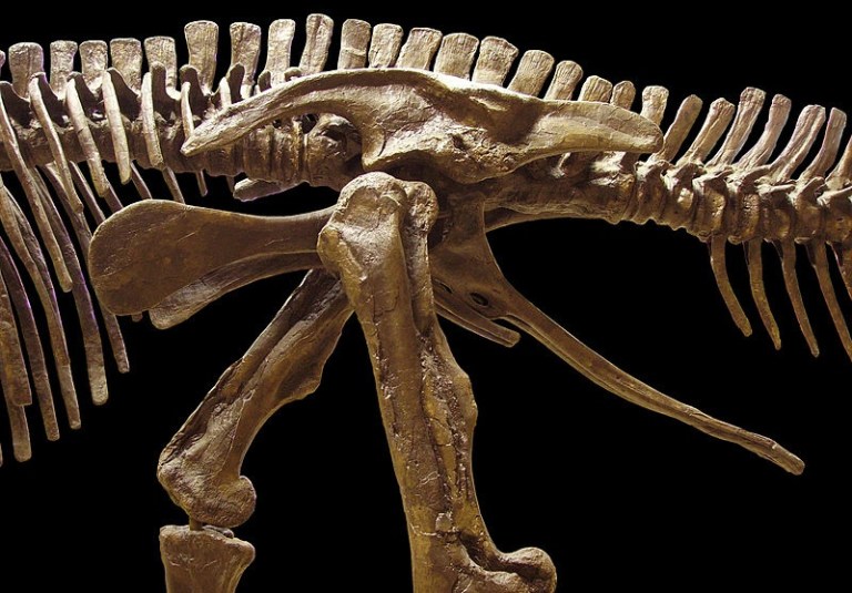 The Evolution of Tyrannosaurus Rex: From Triassic Origins to Cretaceous ...