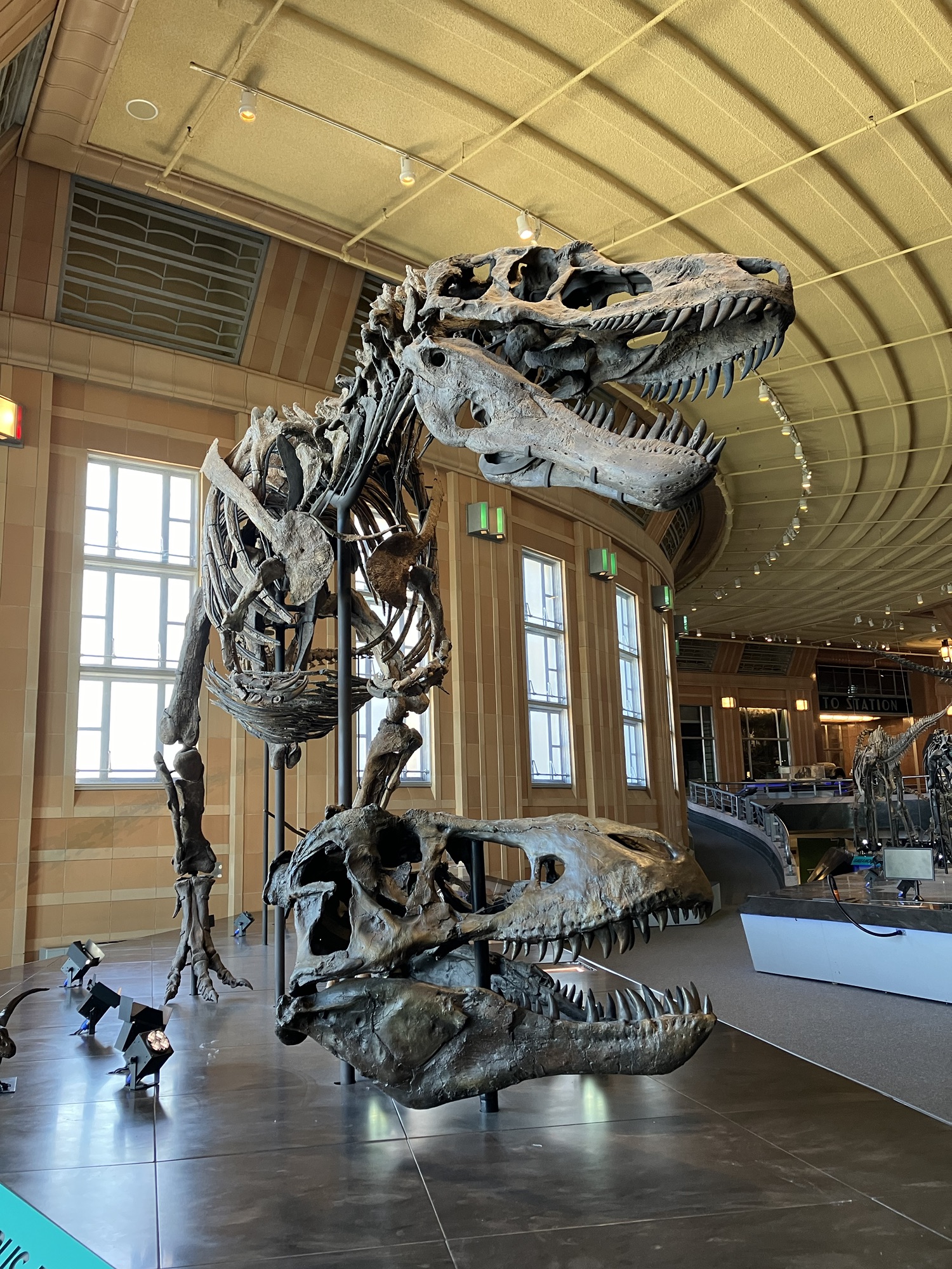 Daspletosaurus The Proto Tyrant Of Late Cretaceous Coffee And daspletosaurus-the-proto-tyrant-of-late-cretaceous-coffee-and