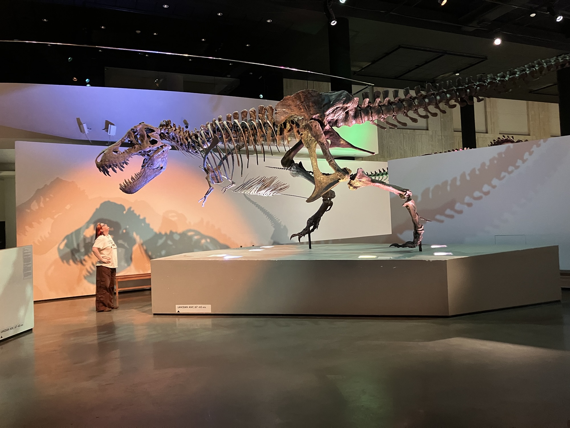 tyrannosaurus rex | Coffee And Coelophysis